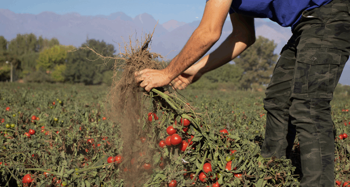 Industria con raíces firmes